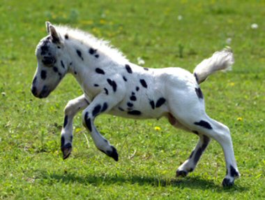 falabella